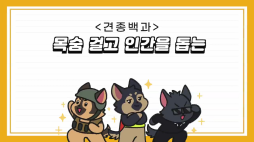 비마이펫_셰퍼드