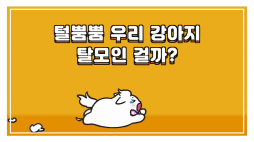 비마이펫_강아지탈모