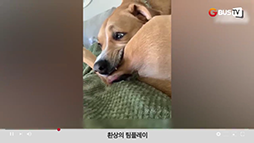 요즘이슈_동물_환상의팀플레이