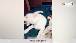 요즘이슈_동물_보고만있어도즐거워