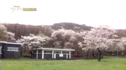 역사이야기 - 왕벚꽃나무
