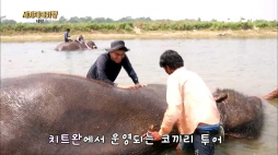 세계테마기행-네팔 코끼리 목욕