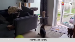 요즘이슈_01_동물_귀엽기만한걸