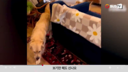 요즘_01_동물_보기만해도신나요