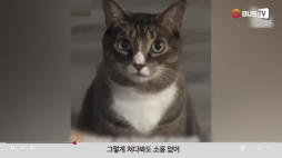 요즘이슈_02_동물_그렇게쳐다봐도소용없어